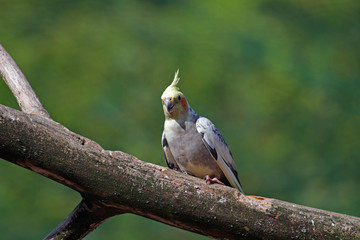 männlicher Nymphensittich