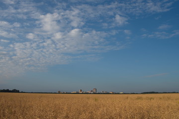 Feld südlich von Berlin am frühen Abend