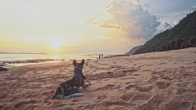 A nice kind dog lies on the beach at sunset, wagging his tail, staring into the distance. Sea summer vacation traveling concept