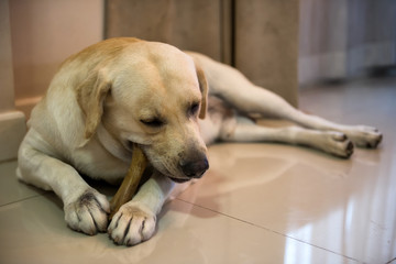 Labrador dog chew big rawhide bone in house