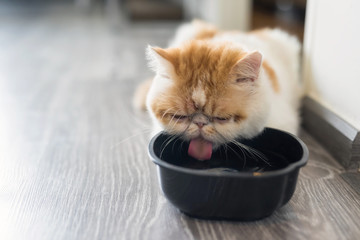 Exotic shorthair cat drink water in room