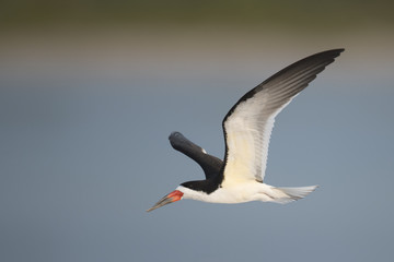 Black skimmer