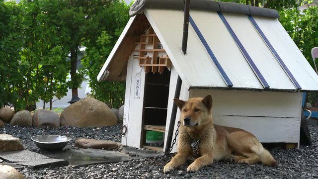 The Jindo dog is Korean National Monument number 53.