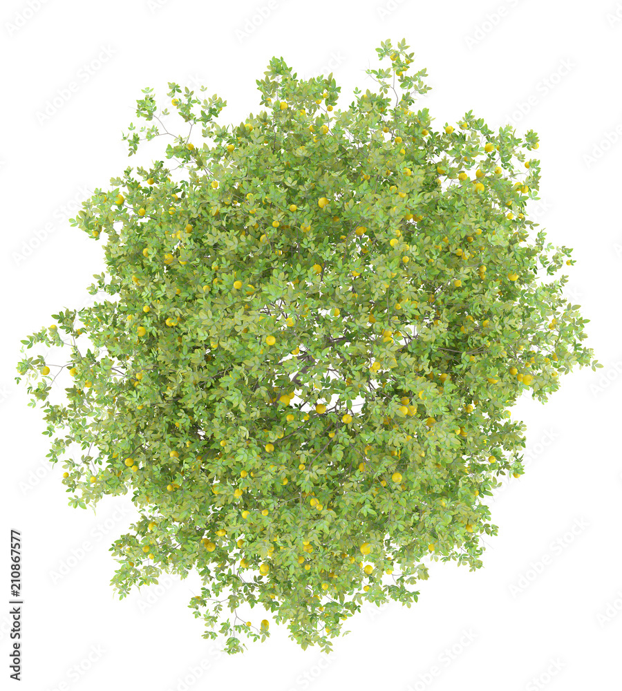 Wall mural top view of lemon tree with lemons isolated on white background