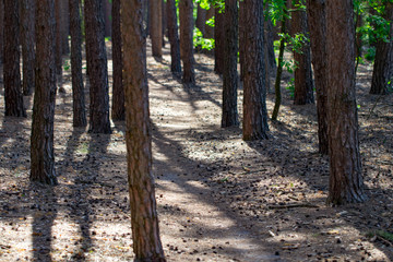 the footpath in the pine forest background