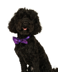 Black labradoodle dog with a purple bowtie looking classy and chic facing the camera isolated on a white background