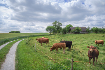Naklejka premium Countryside scenery with cows and their stable
