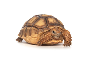 African Spurred Tortoise