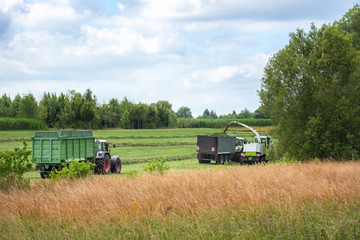 Fototapeta premium Harvesting fodder with a Forager and trailers