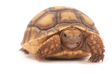 African Spurred Tortoise