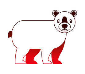 grizzly bear animal wildlife image