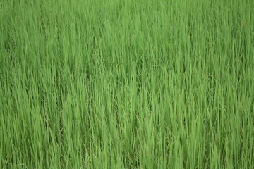organic rice farm,green plant
