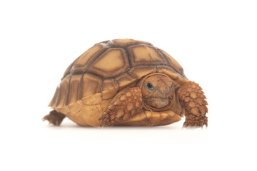 African Spurred Tortoise