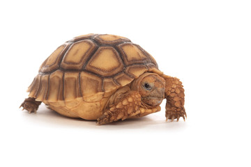 African Spurred Tortoise
