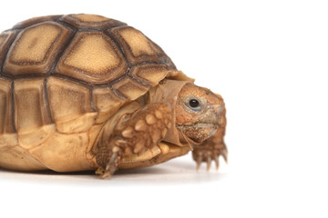 African Spurred Tortoise
