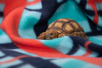 African Spurred Tortoise on blanket