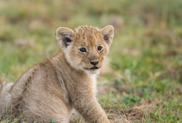 Naklejka premium African lion cub