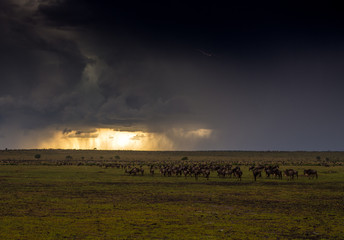 Fototapeta premium masai mara thunderstorm