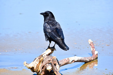 Crow on Driftwood