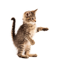 Cute tabby on white
