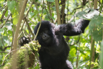 Baby gorilla in Rwanda