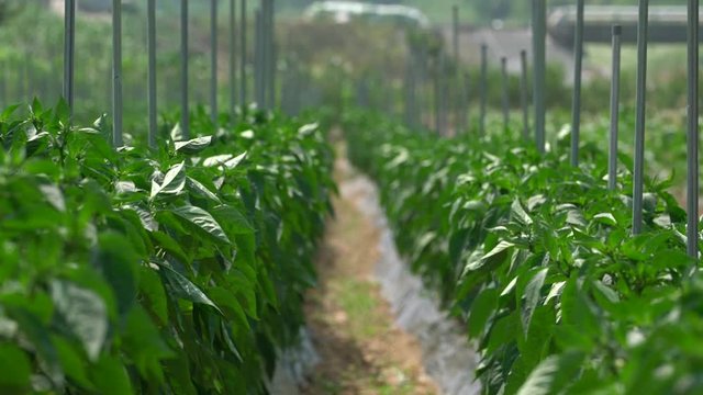 Hot peppers grow in the field.
