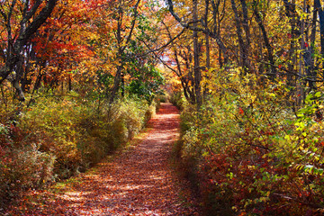Autumn Path through woods