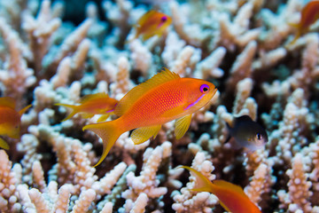 Close up of a Lyretail anthia female (Pseudanthias squamipinnis) with hard coral in the background, small fish with bright orange body.