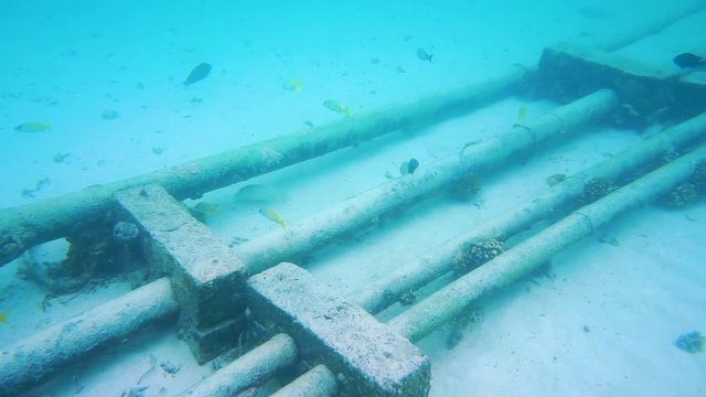 Fische neben Rohrleitungen Malediven