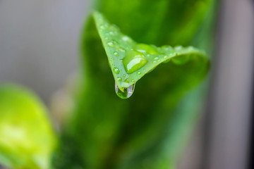 Rain is on the green leaf with a natural bokeh, a concept that boosts the business mind.
