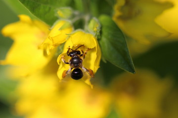 Wespe auf gelber Blüte von Zist