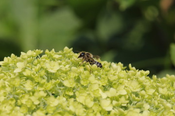 Wespe auf Hortensienblüte Ballhortensie (Hydrangea arborescens)
