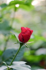 Rote Rose