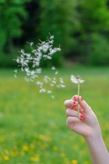 Pusteblume
