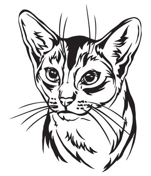Decorative portrait of Abyssinian Cat vector illustration