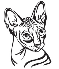 Decorative portrait of Sphynx Cat vector illustration