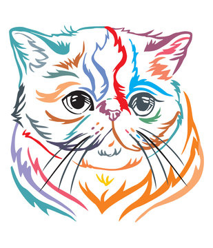 Colorful decorative portrait of Exotic Shorthair Cat vector illustration