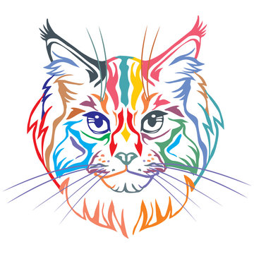 Colorful decorative portrait of Maine Coon Cat vector illustration
