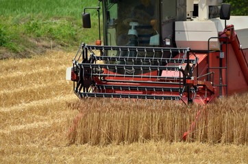 Fototapeta premium 麦刈り