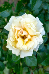 White roses view from the top