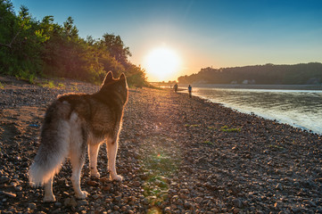 Dog looks at the sunset. Siberian husky on the shore of the evening summer river. Back view. Copy space. © Konstantin