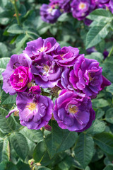 Wonderful pink roses blooming in the garden