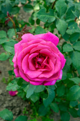 Lovely red roses blooming in the garden