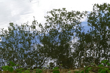 reflet dans l'eau