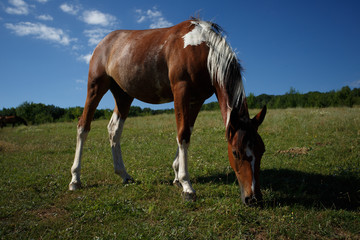 Obraz premium Wild horses walking in the walley