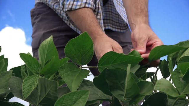 Farm worker examining soybean plant growth development, low angle view