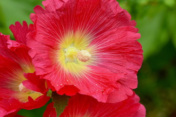 赤いタチアオイの花
