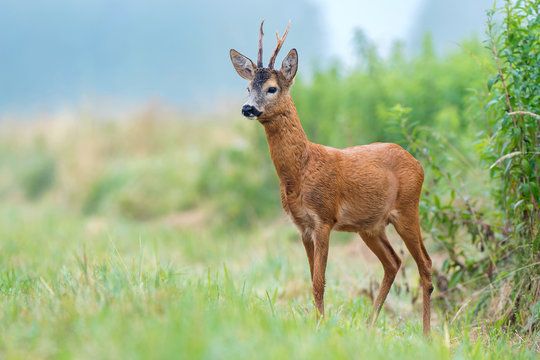 Roe buck standing in a field