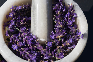 Lavendel