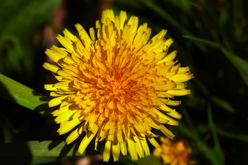 Dandelion Study